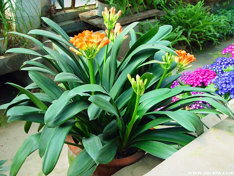 怎样使抹头君子兰出芽子多,大君子兰长出多个小苗怎么办