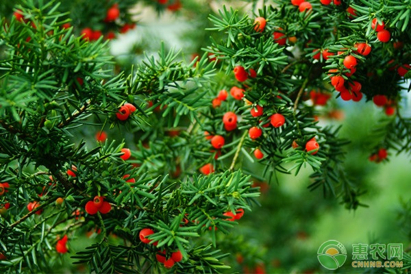 红豆杉种子怎么育苗,红豆杉种子育苗方法