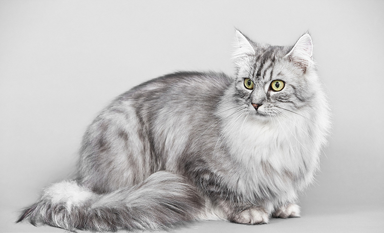 养宠出现的问题,爱宠丢失综合症怎么办