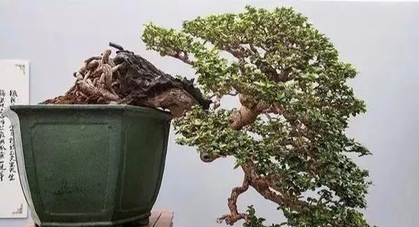 古朴自然盆景欣赏,造型极美的盆景一起来欣赏