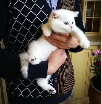 猫咪很皮很胆小,猫咪太皮不想养猫了怎么处理