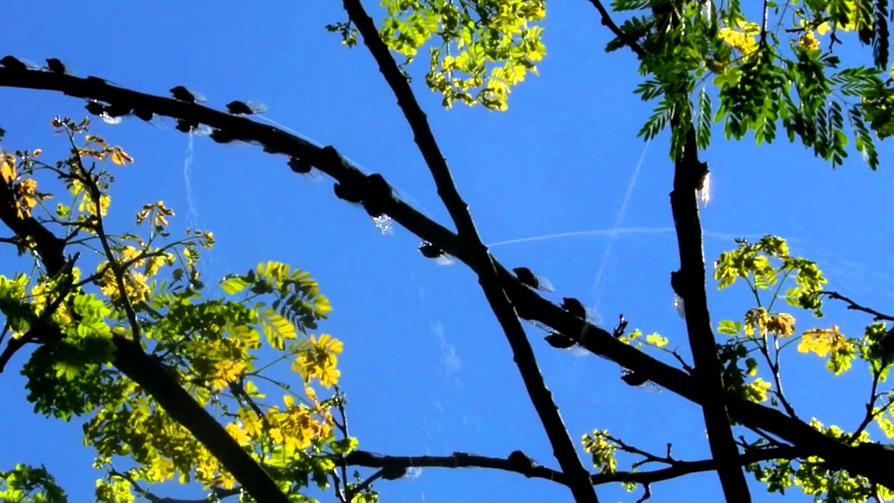 滴落在头上的不一定是雨，还有可能是尿？无毒无害，但不可食用