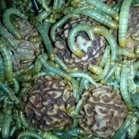 木质手串上的小虫子,手串里的小虫子