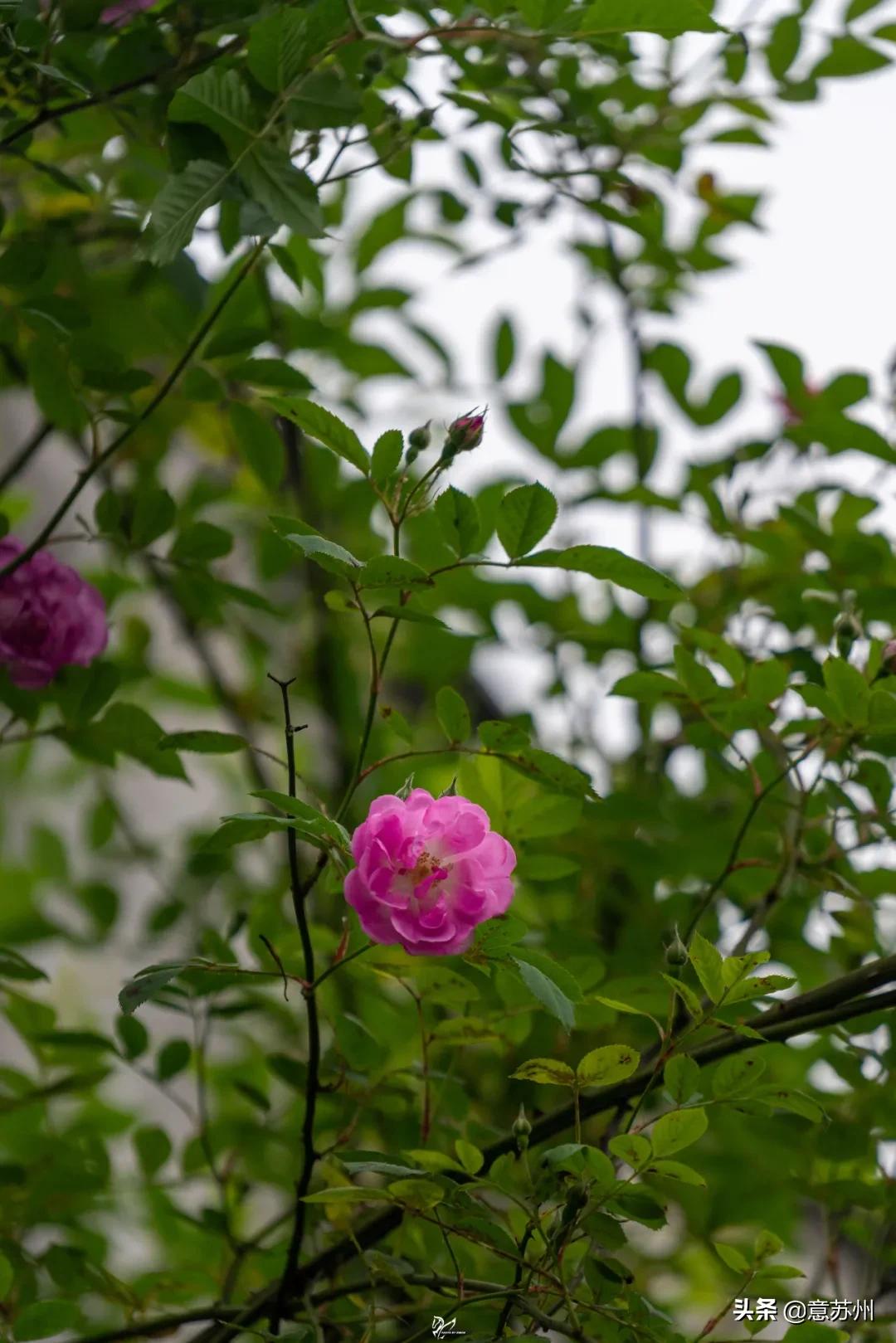 姑苏记艺圃蔷薇,苏州蔷薇艺圃