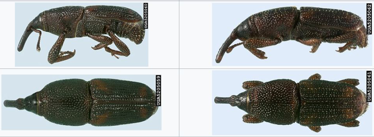 大米出现几个小幼虫怎么处理,大米里面的小黑虫幼虫是什么样的