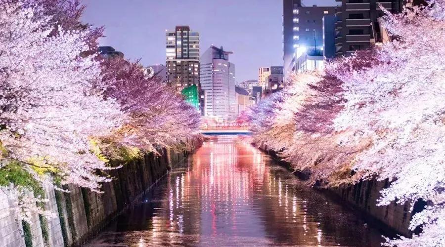 疫情期间为了赏樱花,憋坏了的日本人都想出了哪些另类方法?