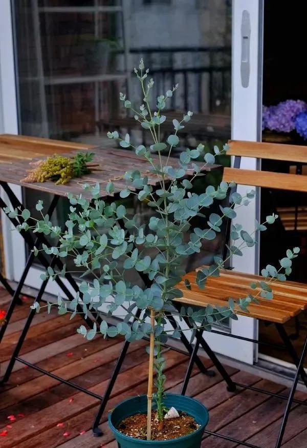 尤加利庭院,冷郁气质怎么形容