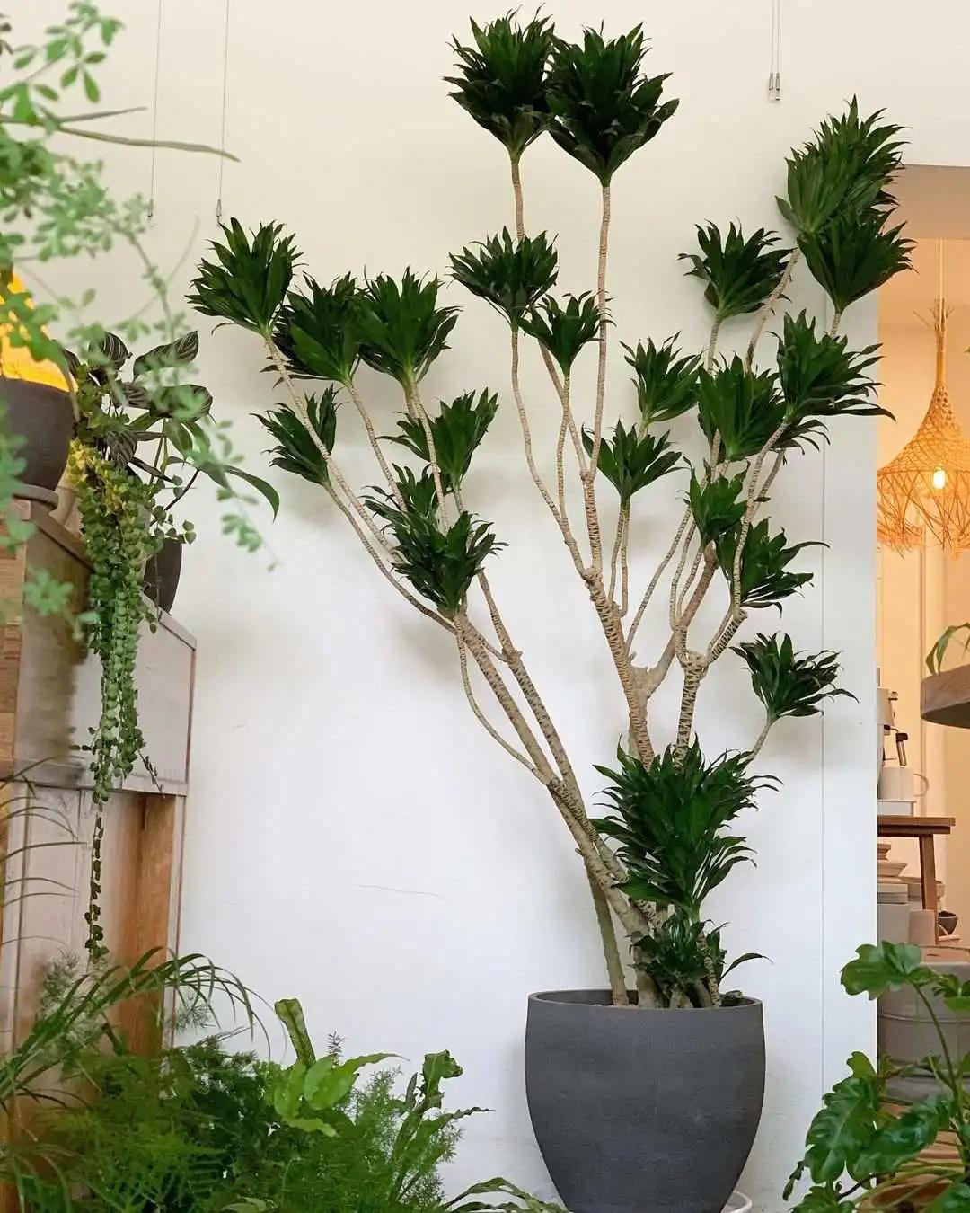 ins十大网红绿植,ins网红绿植大全