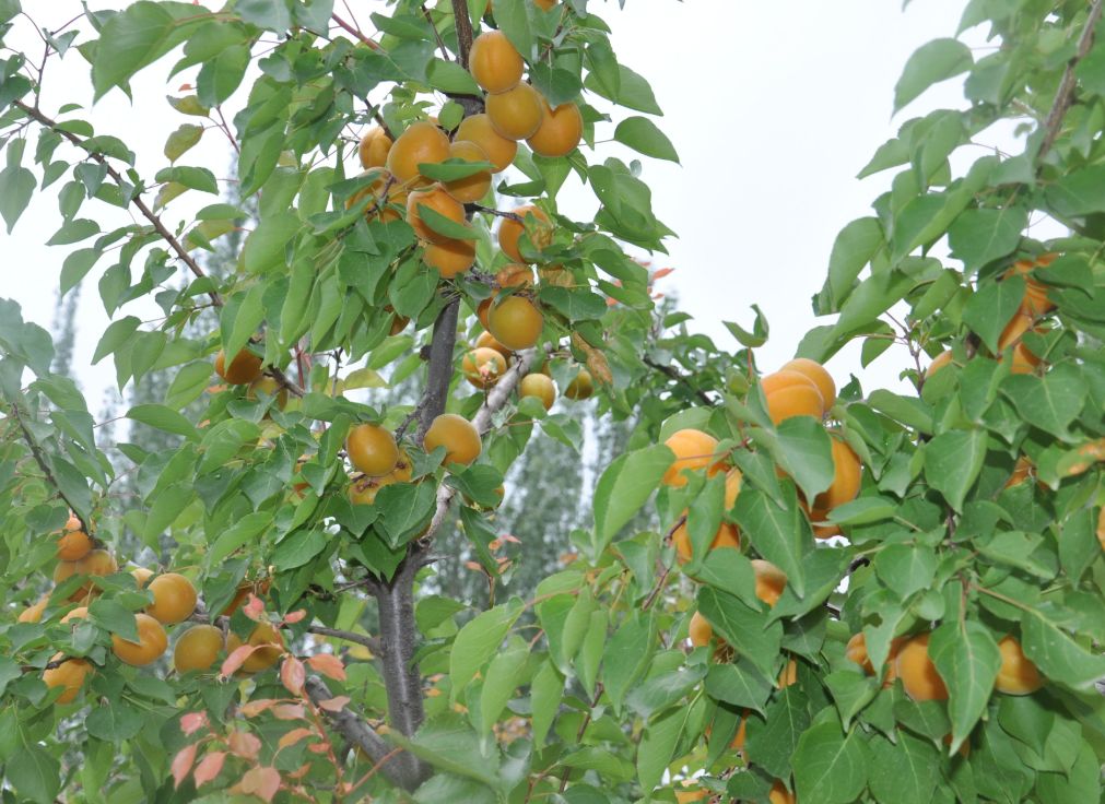 宁夏喜欢吃羊肉,宁夏吃羊肉喝什么