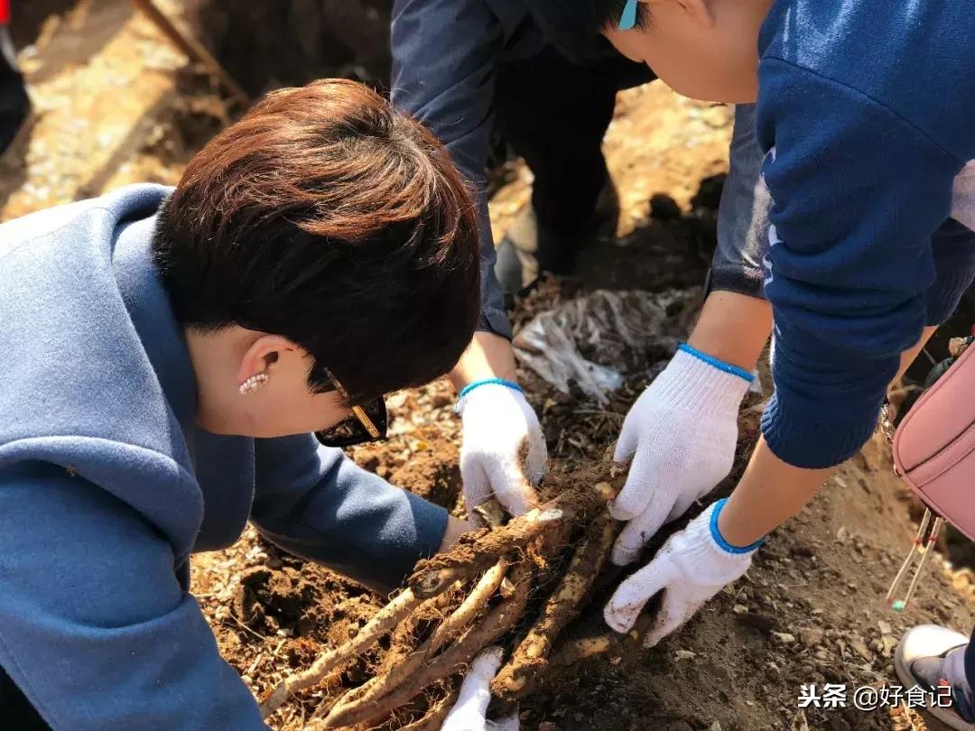 铁棍山药与普通山药哪种好吃,铁棍山药和小白嘴山药味道的区别