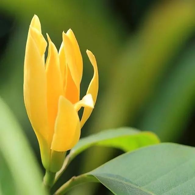 100种常见观叶植物图鉴史上最全,农村常见的100种植物