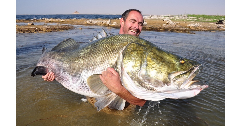 非洲巨型尼罗河鲈鱼泛滥成灾，中国吃货们表示要将其吃成回忆