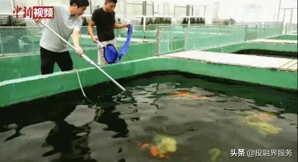 一条鱼卖了296万人民币,一条鱼卖出347万元的价格值不值