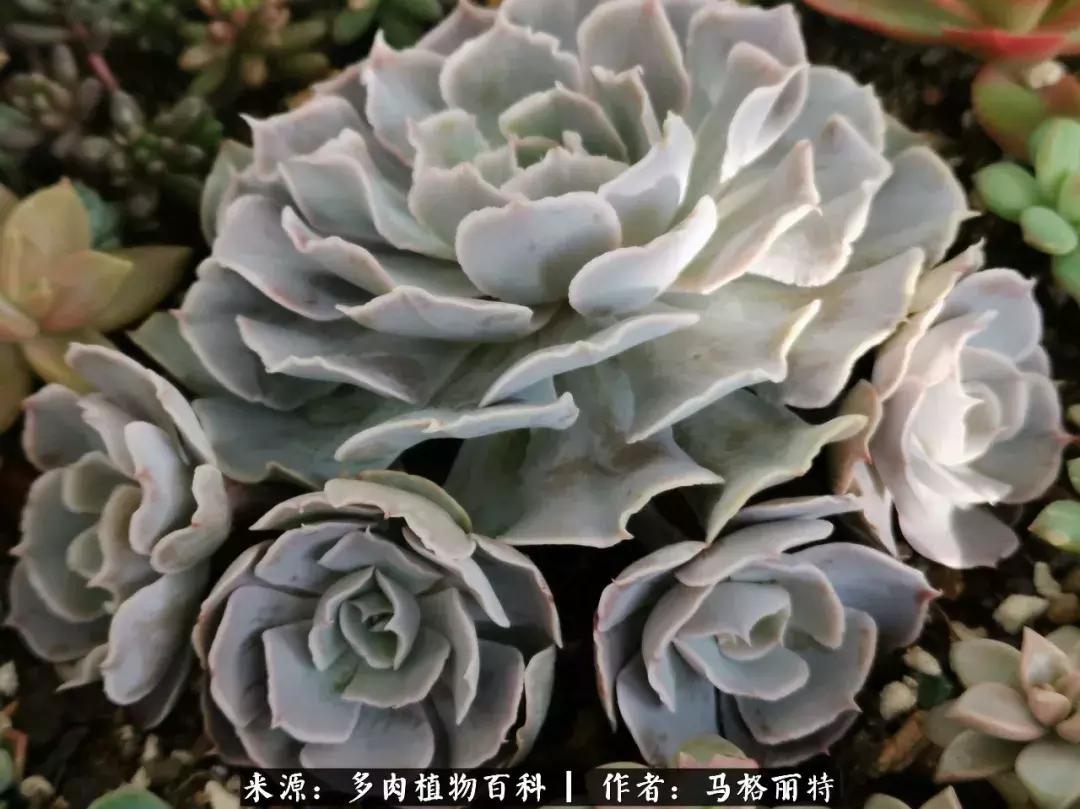 北方阳台多肉怎么过冬,北方阳台多肉