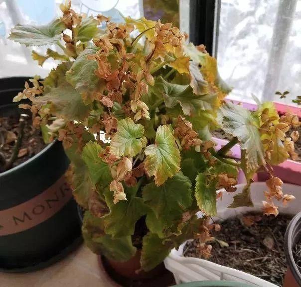 什么样的花好养又耐活,哪些花坑人