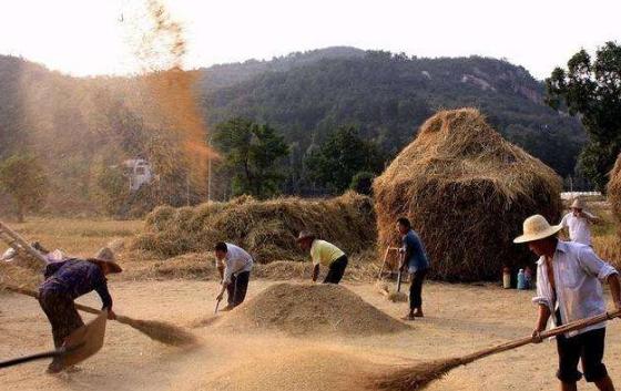 在那个困难又不缺少温情的年代，*靠我**捡麦穗买了第一双运动鞋！