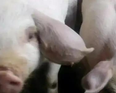 猪耳廓增厚肿胀是哪方面引起的？该如何治疗和防控