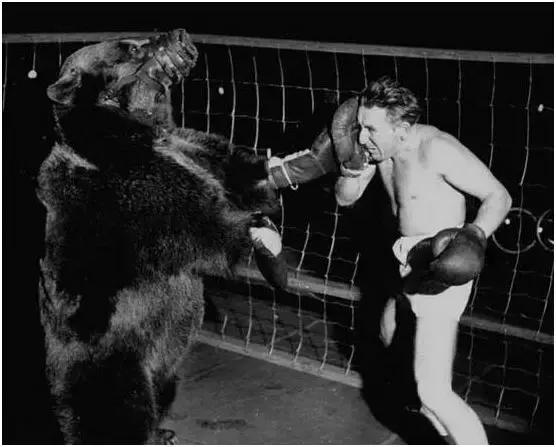 拳击手跟棕熊干架,把棕熊和老虎关起来打架