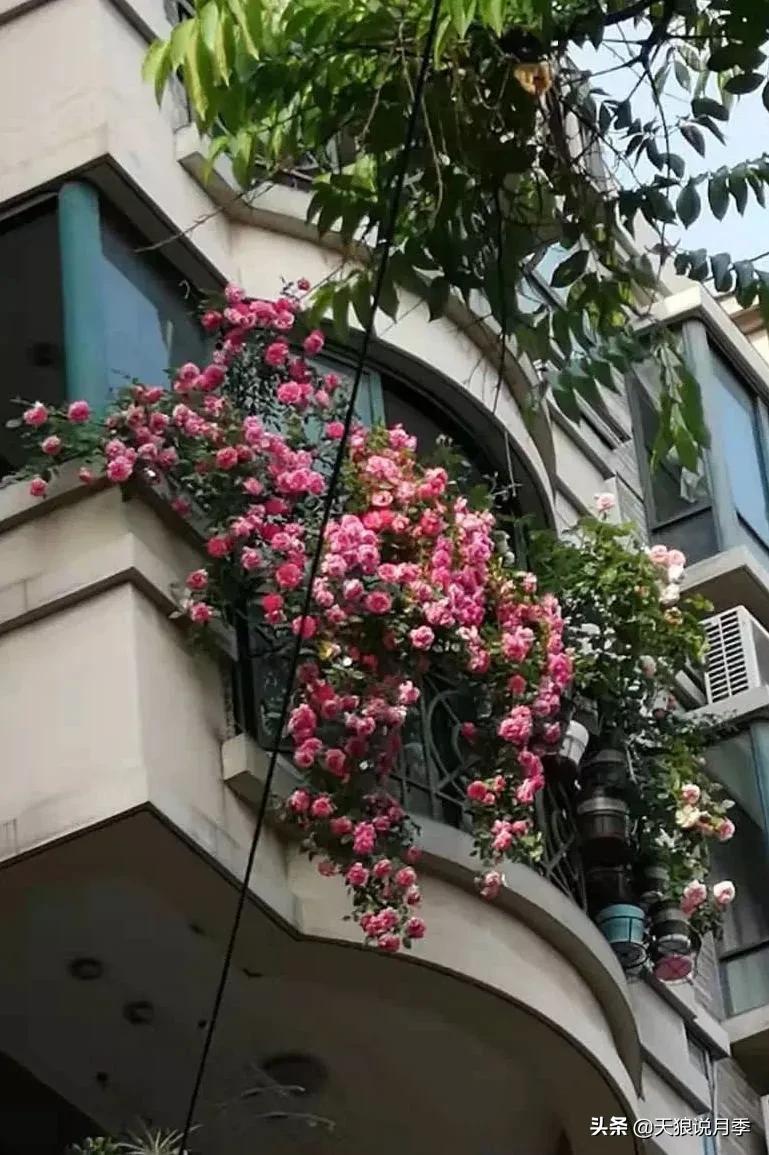 阳台还可以种植什么花种,阳台上也可以种出好看的花