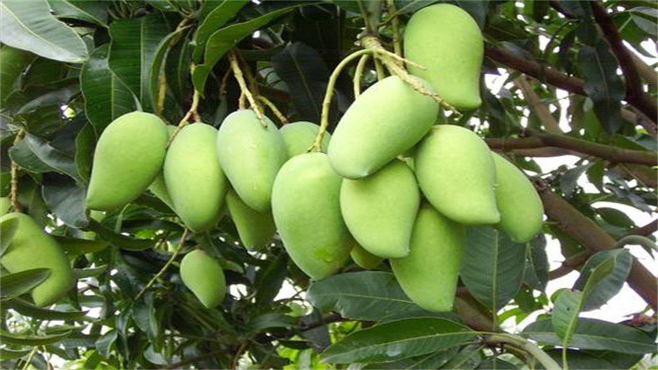 越南青芒大量滞销，都烂在地里果农也不敢采，中国为啥不愿买呢？