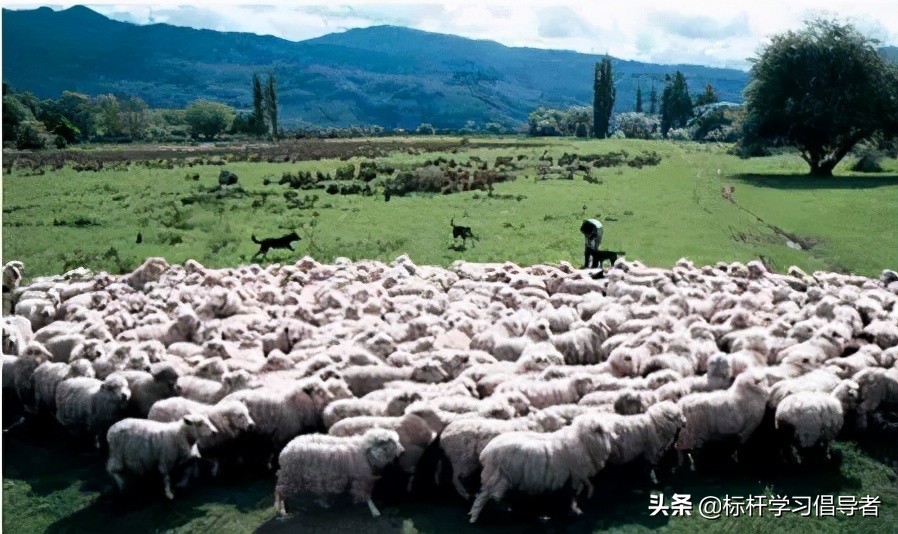 靠假棉花，蒙了国人94年！嘴上爱国的老字号，何时能为国争光？