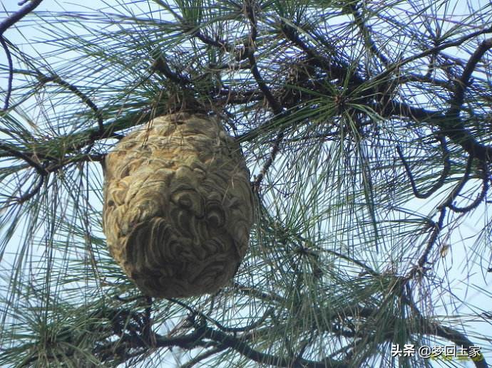 揭秘五种不能吃的街头小吃,全国各地黑暗小吃