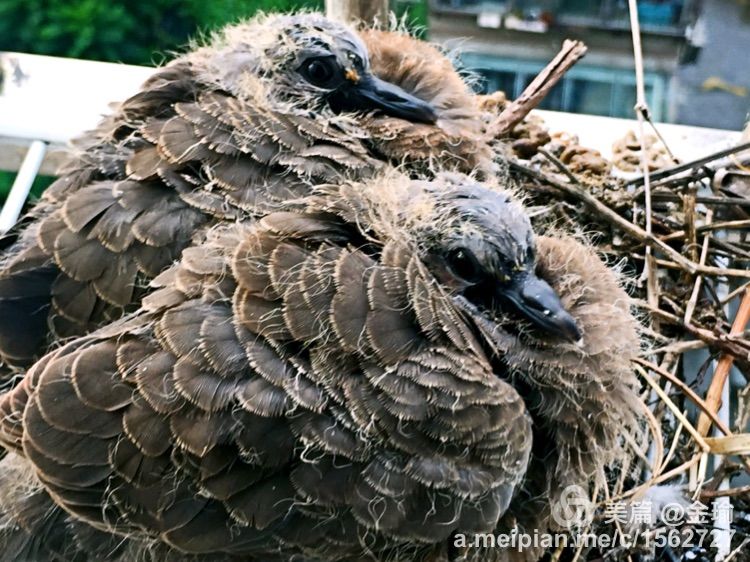 四只小鸟的故事视频,四只白鸟的故事