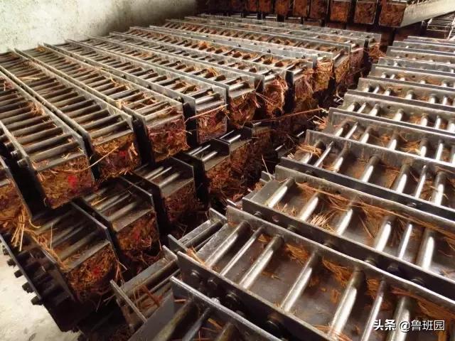 竹子怎么变异成龟甲竹,看竹子挖笋技巧