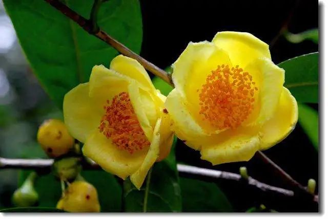 西山草木祭坛——为私采滥挖中疯遭破坏的植被而设