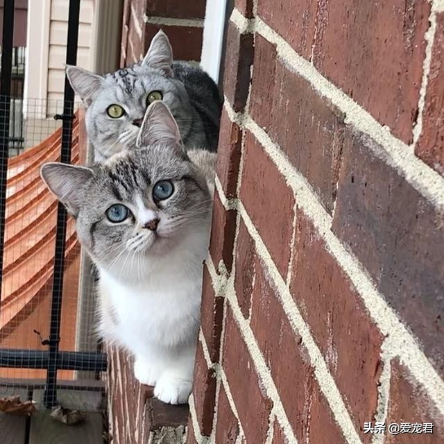 铲屎的时候猫就过来了,铲屎的时候猫咪会冲过来