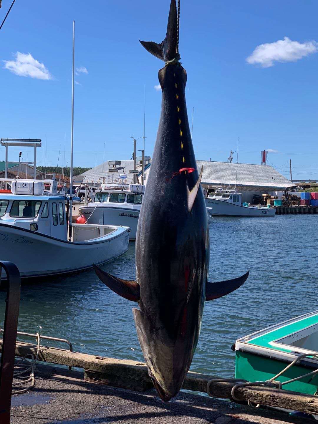 加拿大哈里逊自驾游攻略,自驾加拿大爱德华王子岛