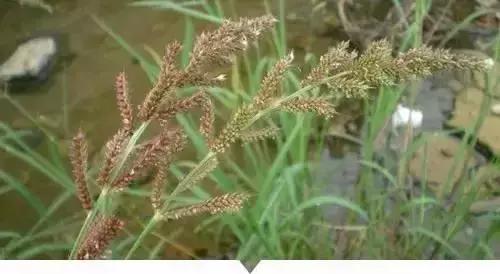 植物小时候和长大的名字不一样,小时候一种类似于甘蔗的植物