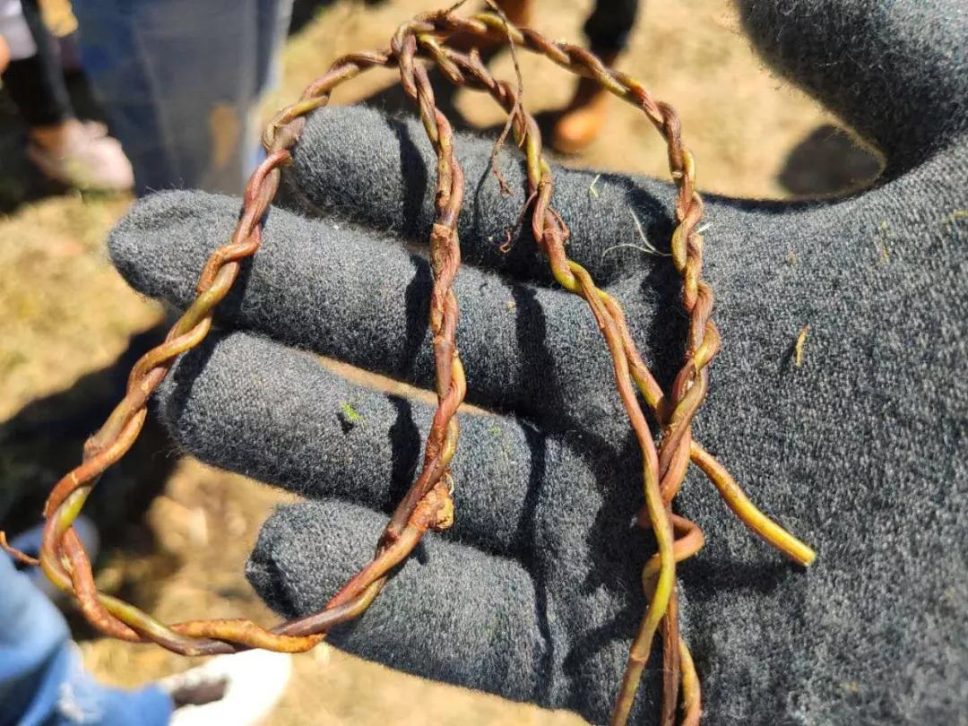 dc24h亲子训练营,dc训练半小时