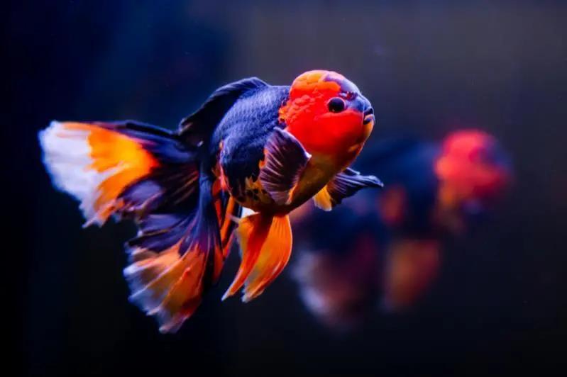 闽侯国潮金鱼博物馆,国潮金鱼博物馆