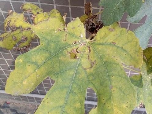盆栽无花果底部叶子焦叶怎么办,无花果出现黄叶是怎么了