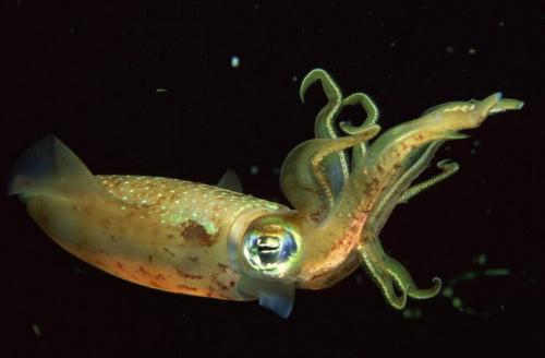 章鱼墨鱼鱿鱼傻傻分不清,你分得清楚章鱼墨鱼鱿鱼吗