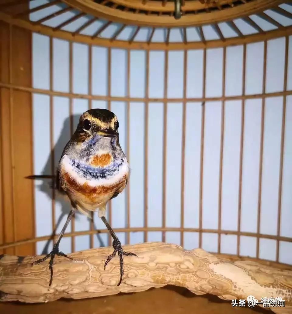 蓝点颏高手对新人的忠告,靛颏鸟新手教程