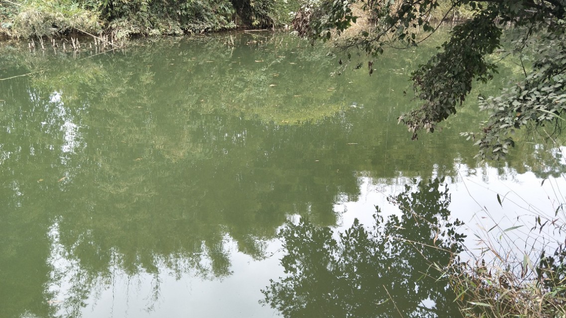 鳊鱼怎么钓效果最好,鳊鱼怎么才好钓