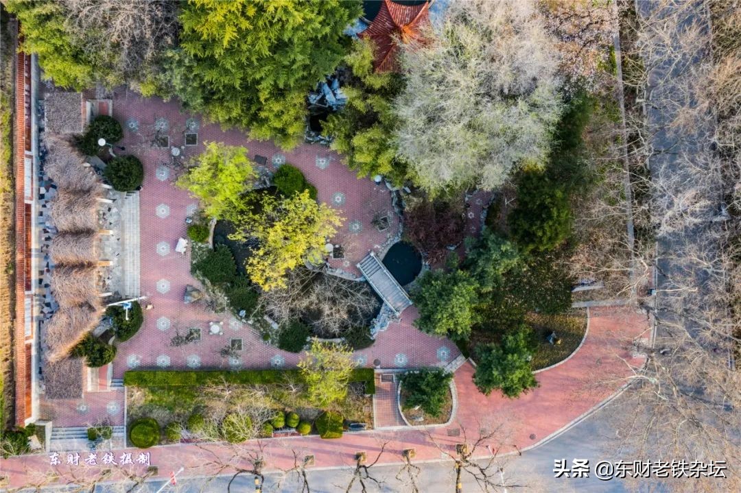 网红美景,网红一棵树樱花园