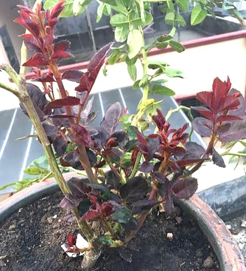 夏季嫁接怎样接成活率最高,靠接嫁接技术教程