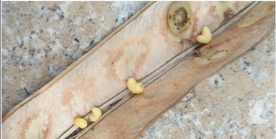 江湖十大残局骗局,十大江湖残局骗术