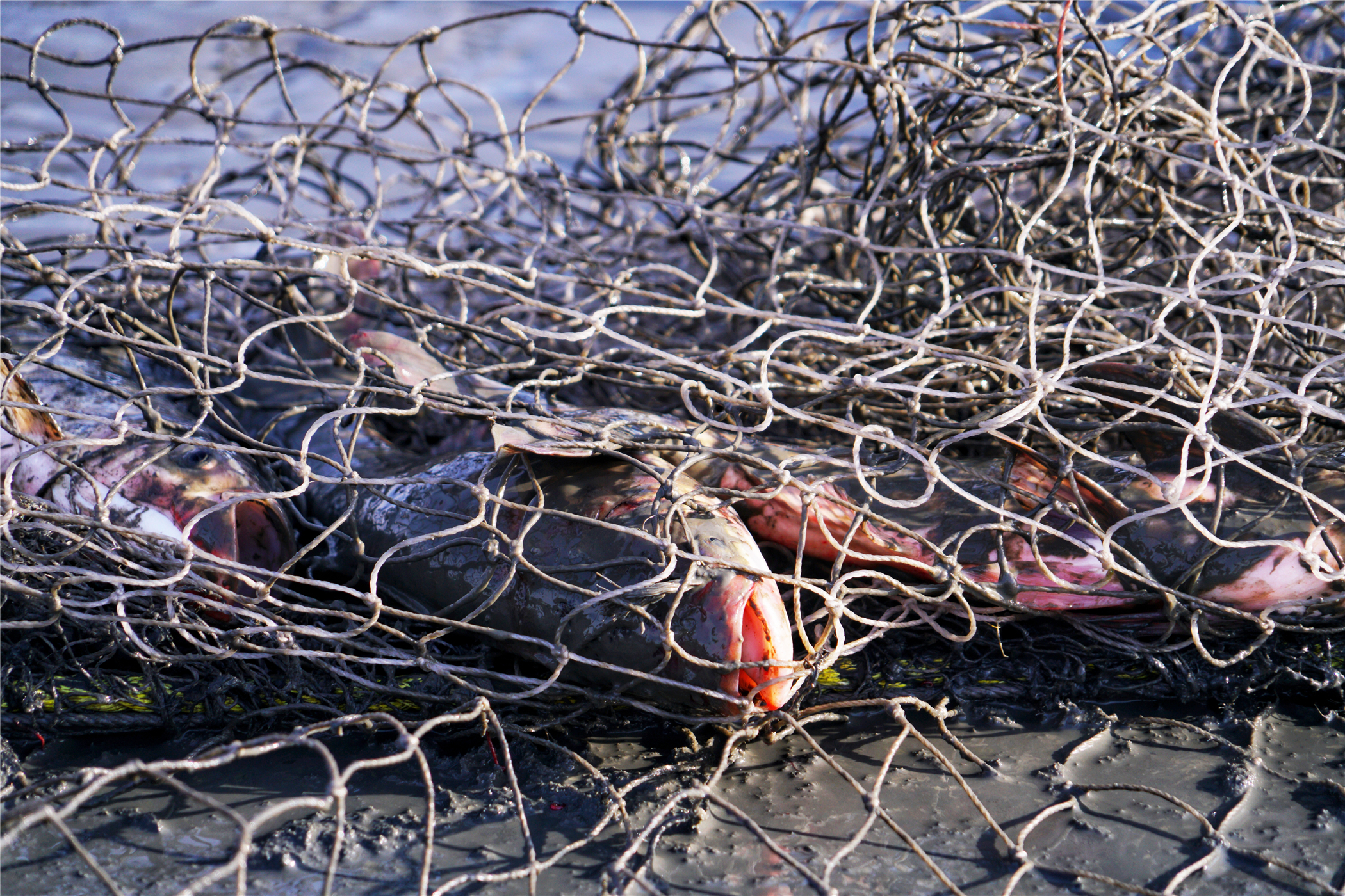 张家口冰雪旅游,张家口怀来塞外明珠