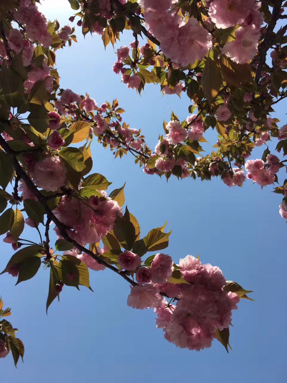 在抗失眠的战场上，我一路高歌凯旋而归！