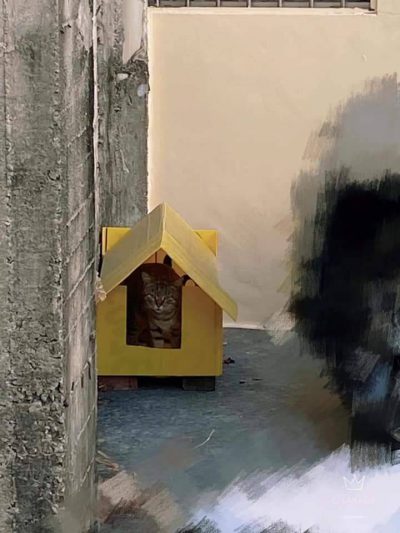 如何帮助流浪猫渡过冬天，三招轻松学