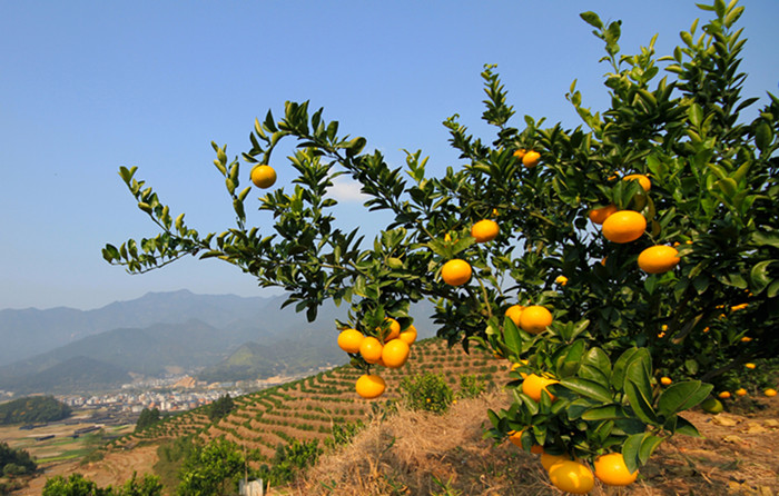 浙江高山甜桔柚,浙江绿色甜桔柚