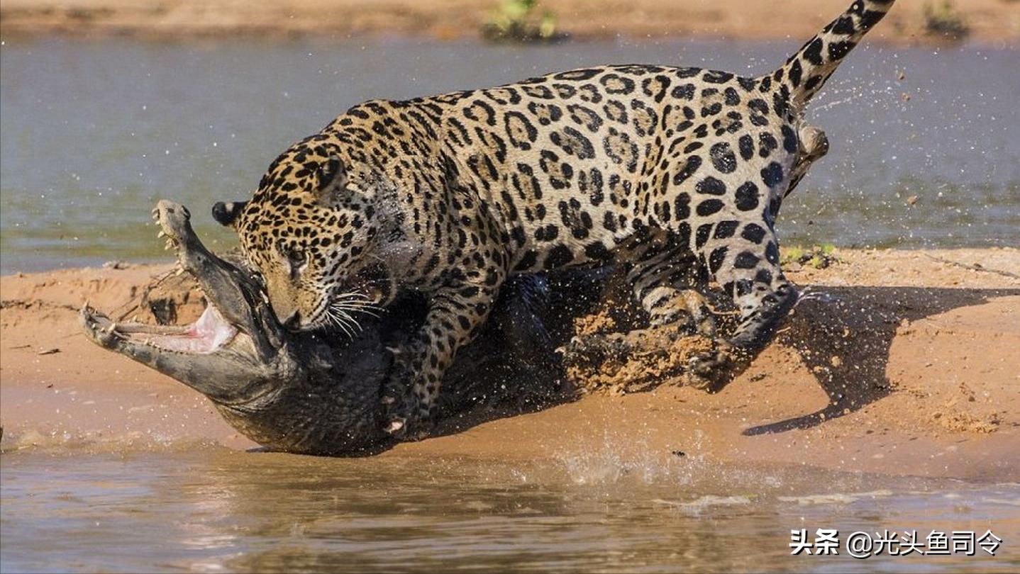 鳄鱼耐饥饿能力到底有多强,鳄鱼的致命弱点