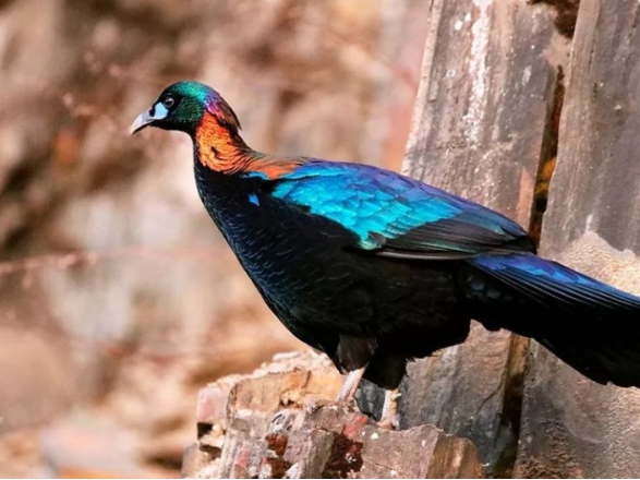 它是国家一级保护动物英语,数量多少只以下才是一级保护动物