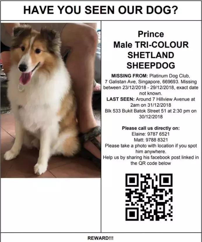 新加坡全岛追凶！一只黑猫竟被如此残忍地虐死