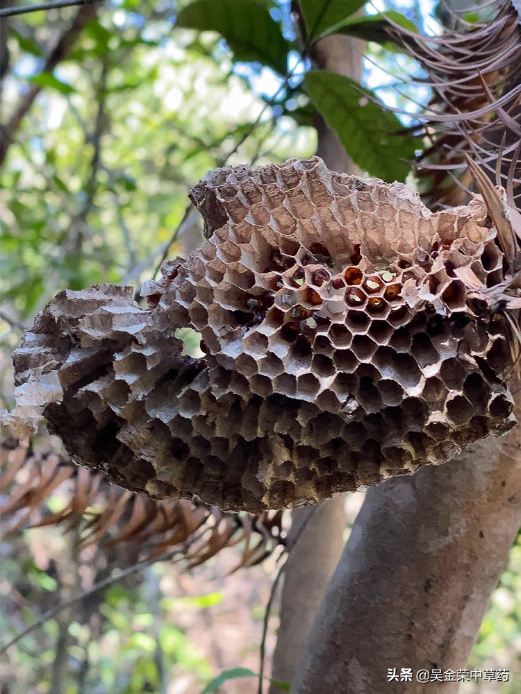 野生蜂巢的偏方用途有哪些,野生蜂巢能治病吗都能治哪些病