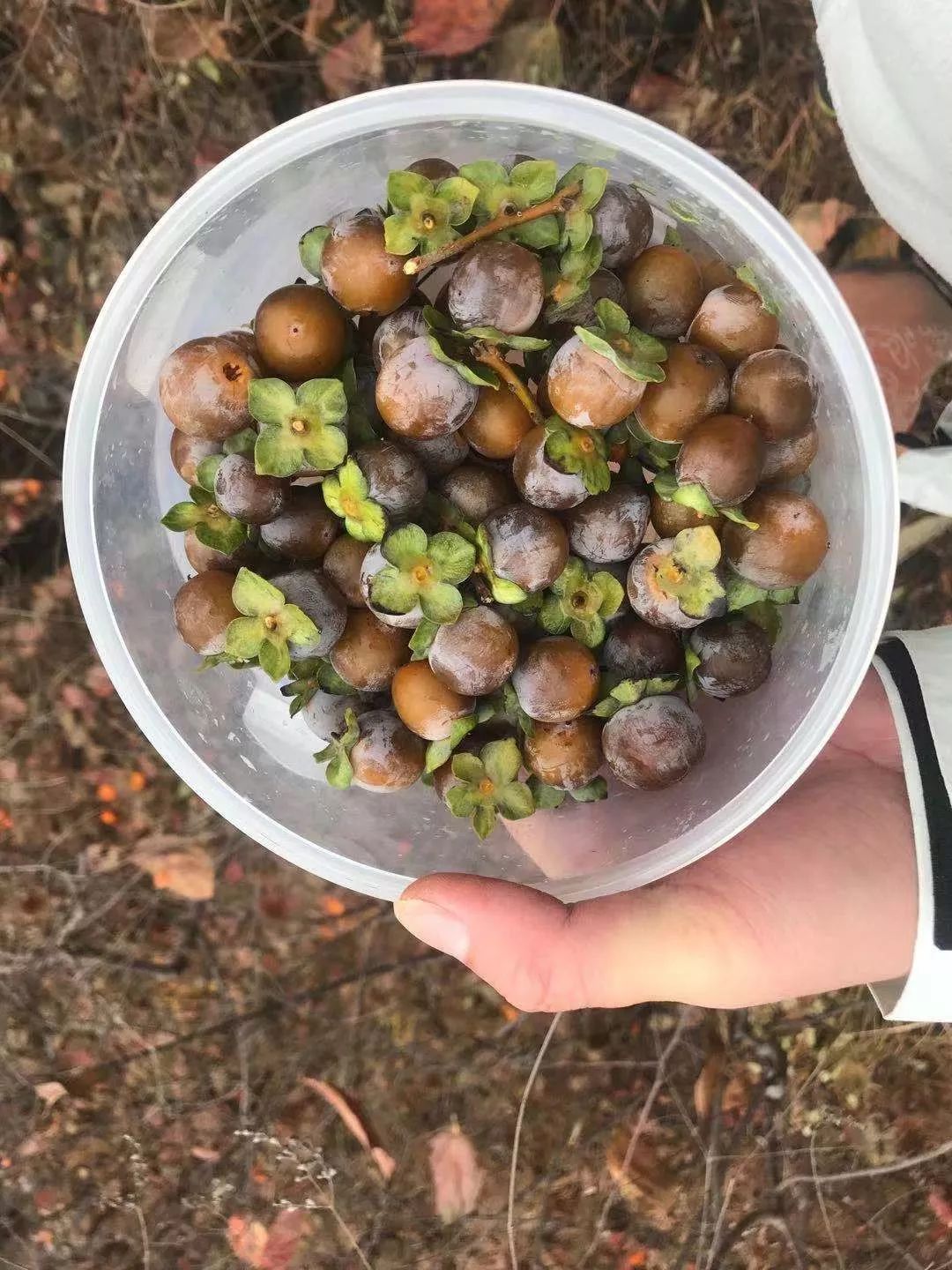 房山南北梯摘柿子,冬天去清凉山摘柿子